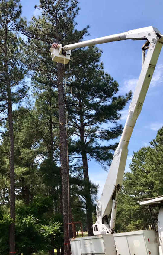 Tree Pruning in Macon GA