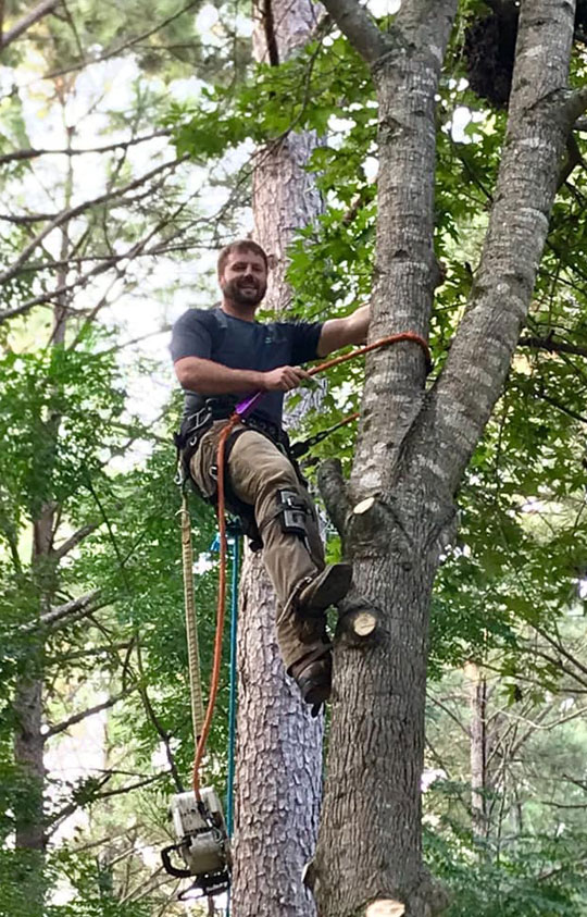 Tree Removal Tree Removal