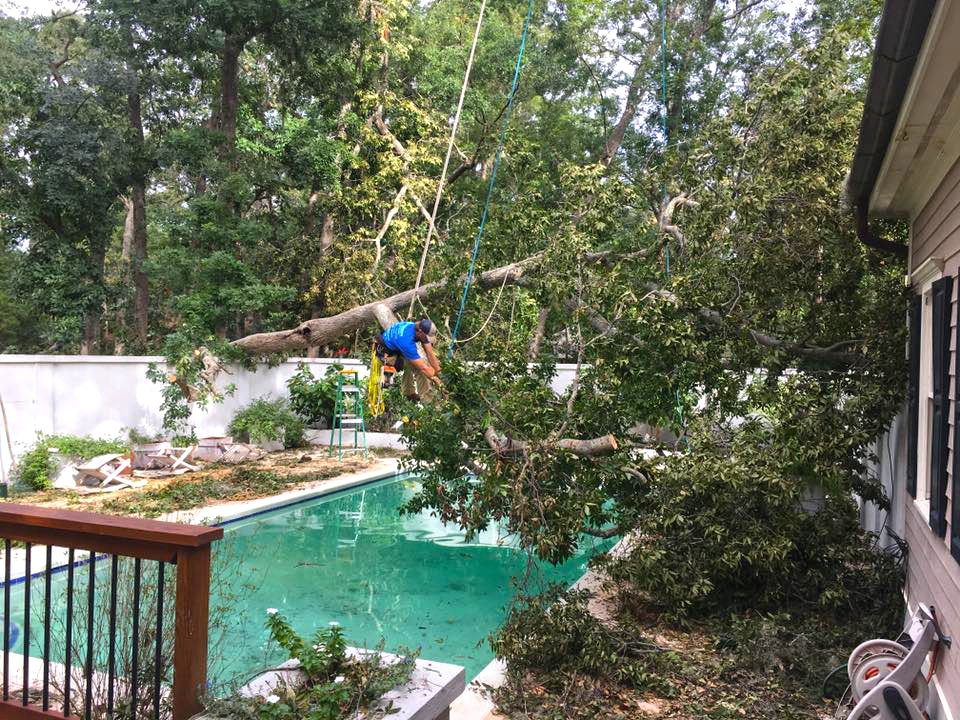 Emergency Tree Service