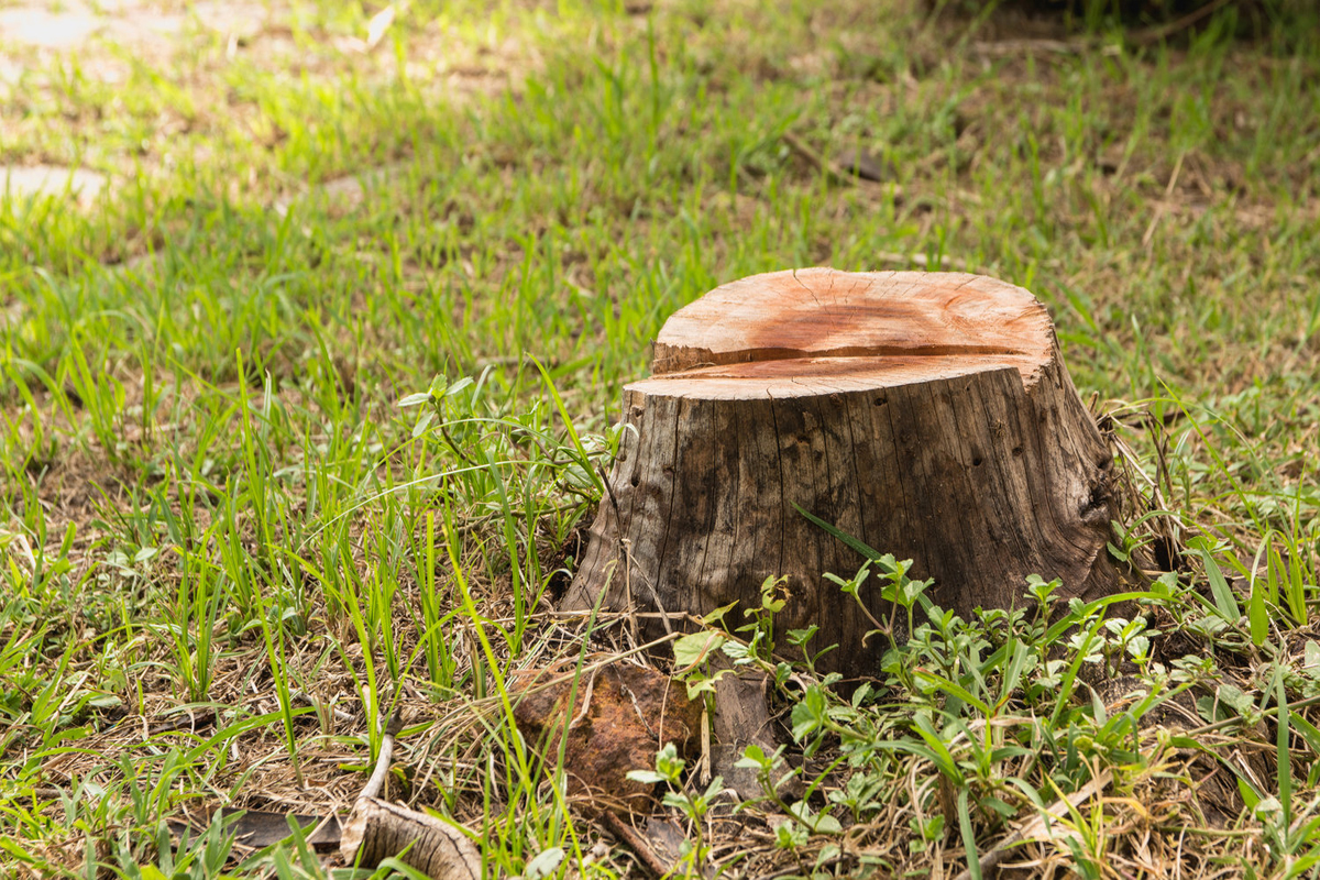 Stump Grinding - Thornton's Tree Service